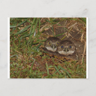 Baby Owls Postkarte