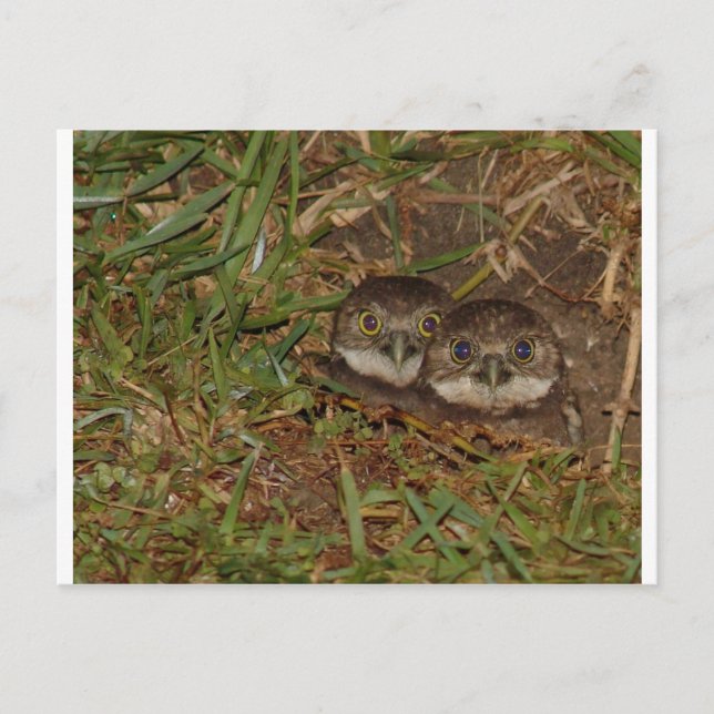 Baby Owls Postkarte (Vorderseite)