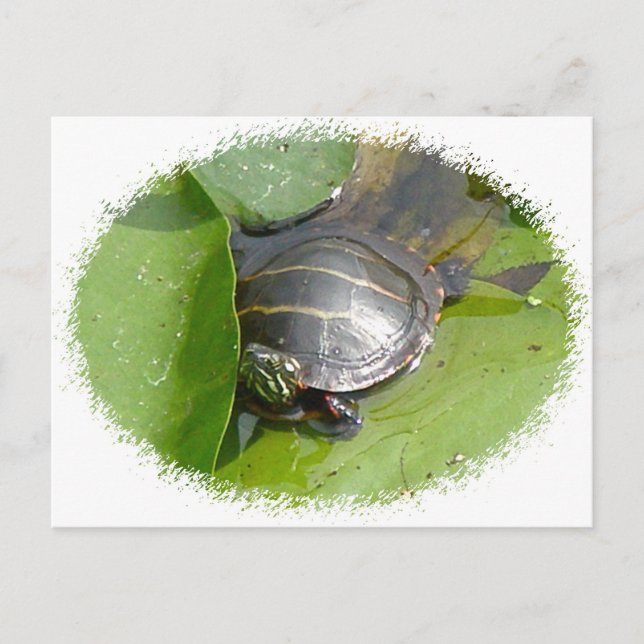 Baby Painted Turtle auf Lilypad Items Postkarte (Vorderseite)