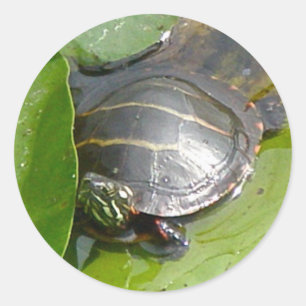 Baby Painted Turtle auf Lilypad Items Runder Aufkleber