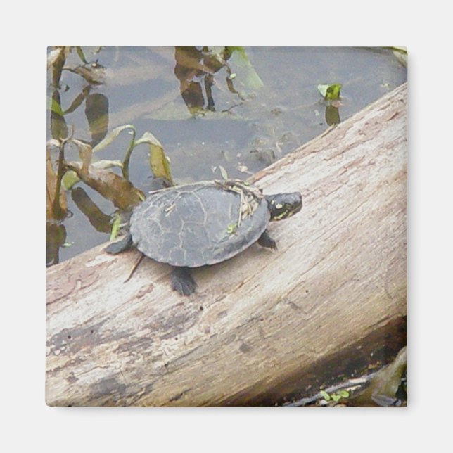 Baby Painted Turtle Magnet (Vorne)