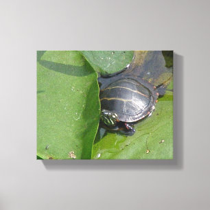 Baby Painted Turtle on Lily Pads Leinwanddruck