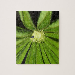 Baby Palm Pflanze von Shirley Taylor