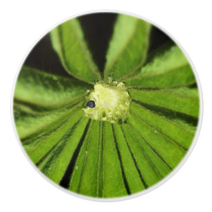 Baby Palm Pflanze von Shirley Taylor Keramikknauf