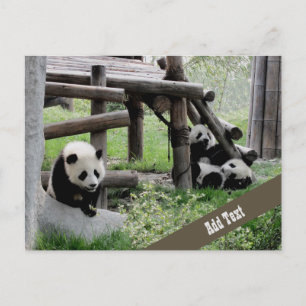 Baby Panda Fotograph Postkarte