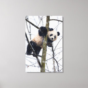 Baby-Panda im Baum Leinwanddruck