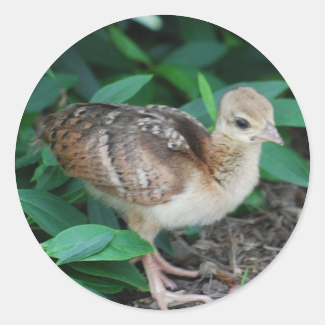 Baby Peacock Chick Sticker (Vorderseite)