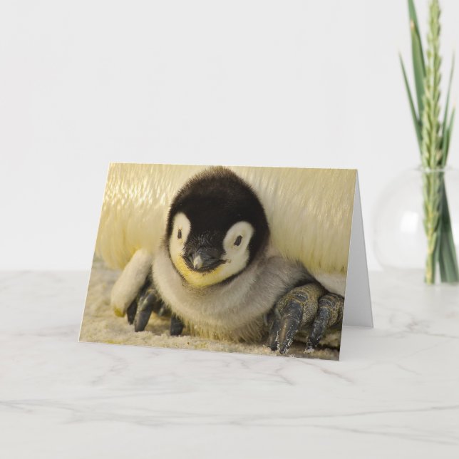 BABY-PENGUIN-BABYKARTE (Vorderseite)