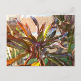 Baby Peony Bud Postkarte