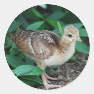Baby-Pfau-Küken-Aufkleber Runder Aufkleber