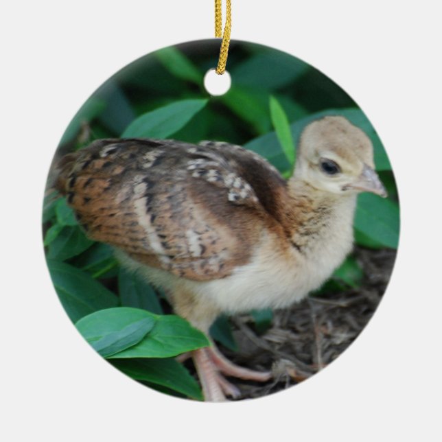 Baby-Pfau-Küken-Verzierung Keramikornament (Vorne)