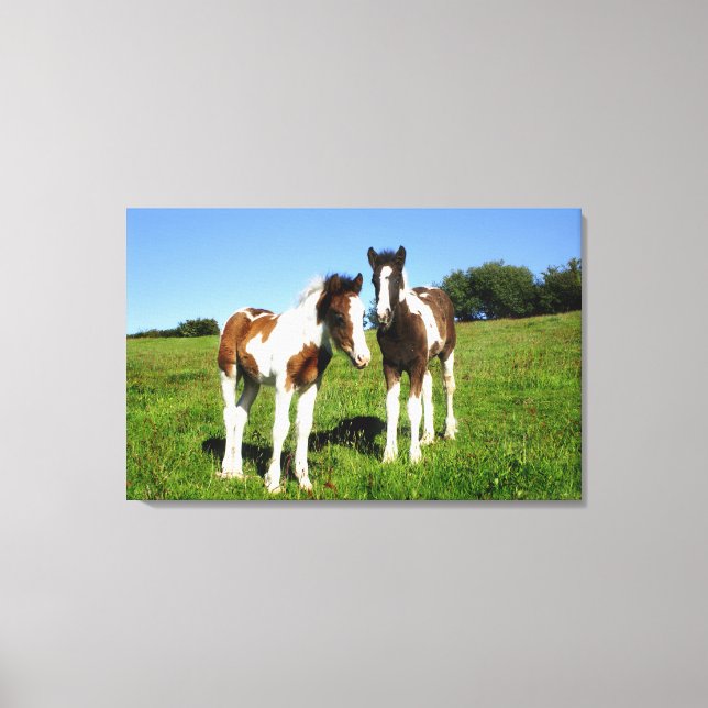 Baby Pferde Zwei Colts Niedliche Fowls Leinwanddruck (Vorderseite)