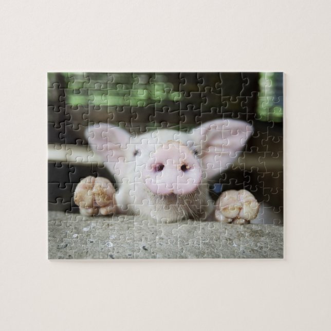 Baby Pig in Pen, Piglet (Horizontal)