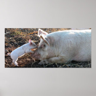 Baby Pig Poster