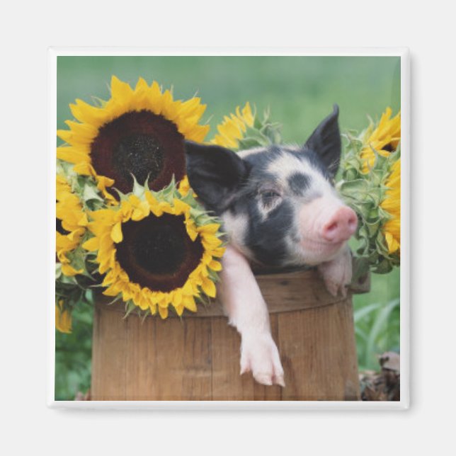 Baby Piglet Pig Magnet (Vorne)