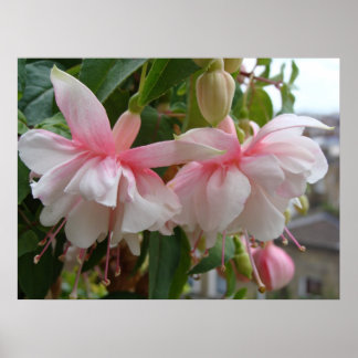 Baby Pink und White Fuschia Blume Poster