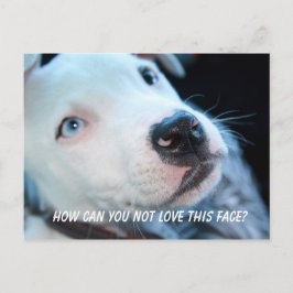 Baby Pitbull Puppy Postkarte