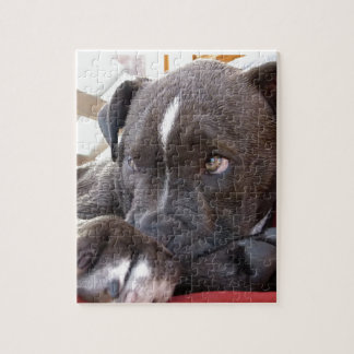 Baby Pitbull Welpen
