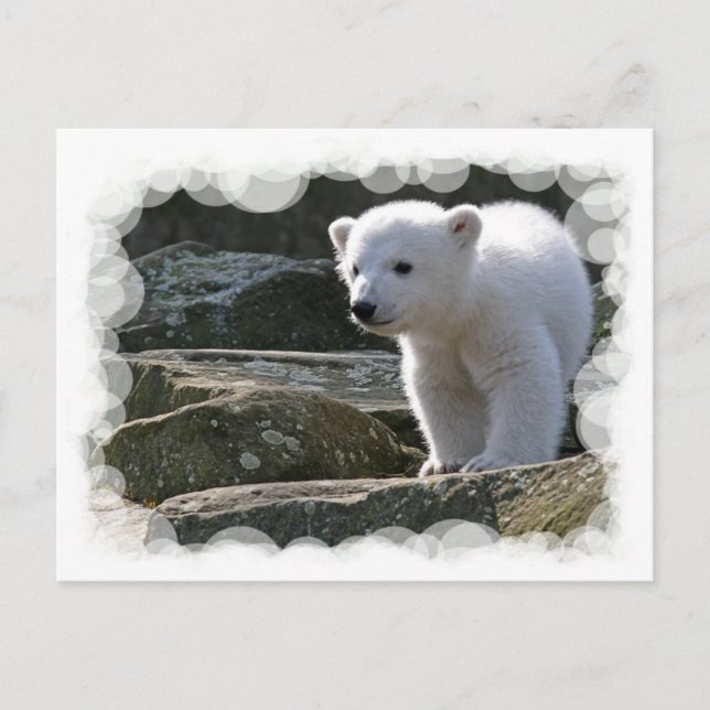 Baby Polar Bear Postcard Postkarte (Vorderseite)
