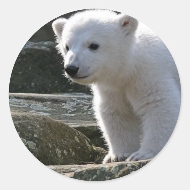 Baby Polar Bear STicker (Vorderseite)