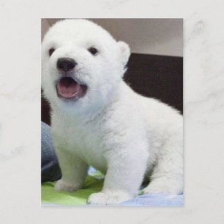 Baby Polarbear Postkarte