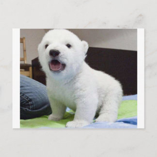 Baby Polarbear Postkarte