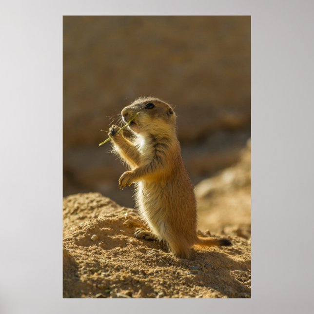 Baby prairie dog eating, Arizona Poster (Vorne)