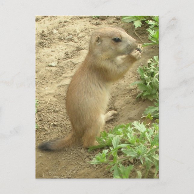 Baby Prairie Dog Postkarte (Vorderseite)