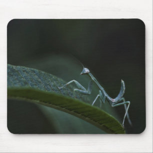 Baby Praying Mantis Mousepad