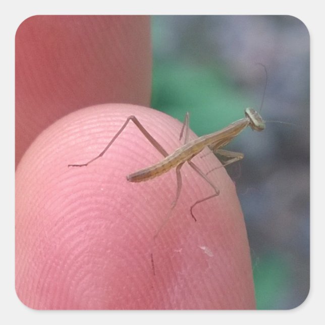 Baby Praying Mantis on Finger Quadratischer Aufkleber (Vorderseite)