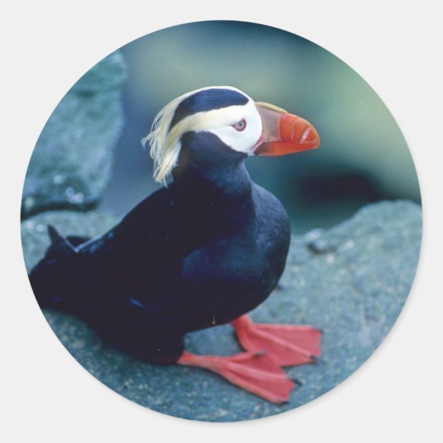Baby Puffin Runder Aufkleber (Vorderseite)