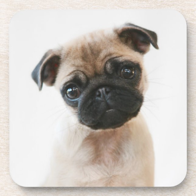 Baby Pug Portrait Getränkeuntersetzer (Vorderseite)