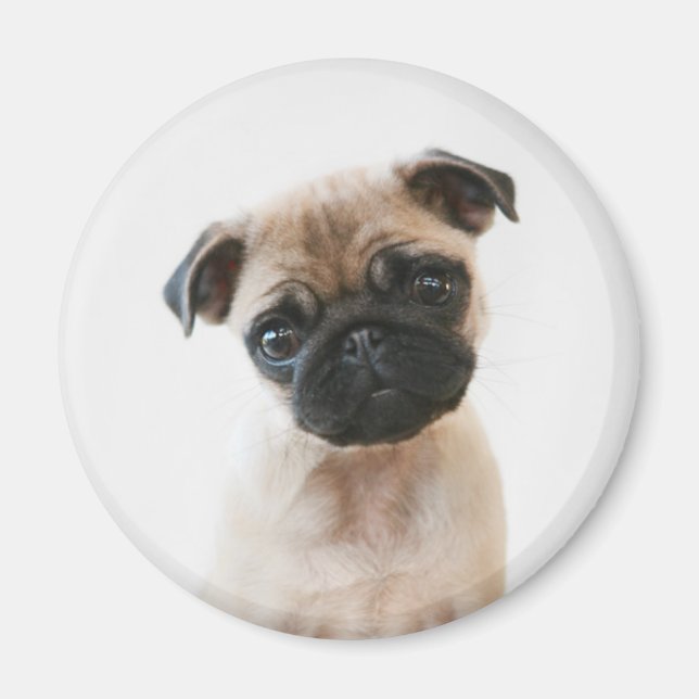 Baby Pug Portrait Magnet (Vorne)