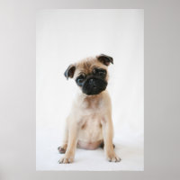 Baby Pug Portrait