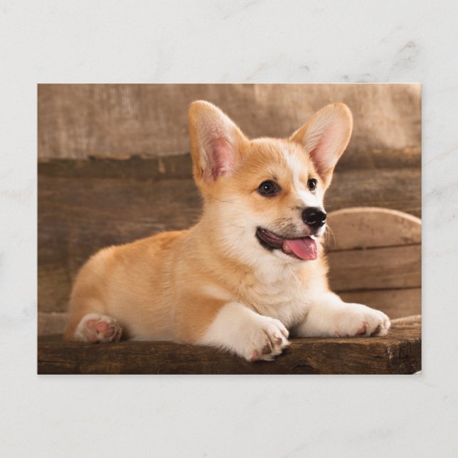 Baby Puppy Corgi Postkarte (Vorderseite)