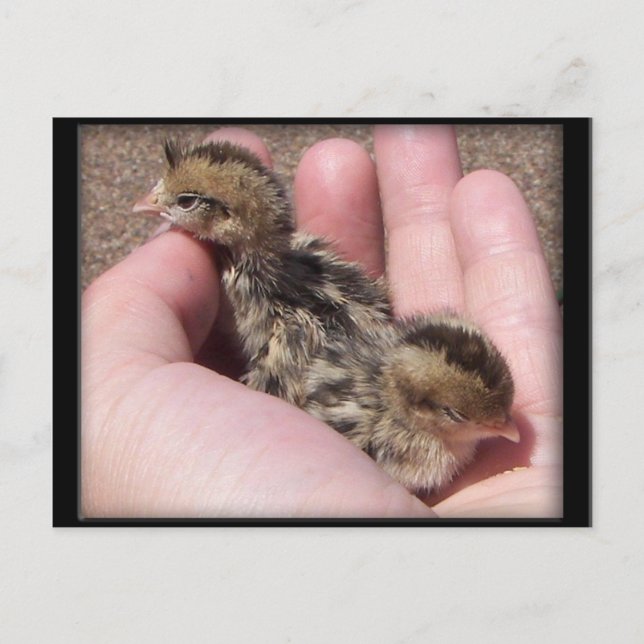 Baby Quail Postkarte (Vorderseite)