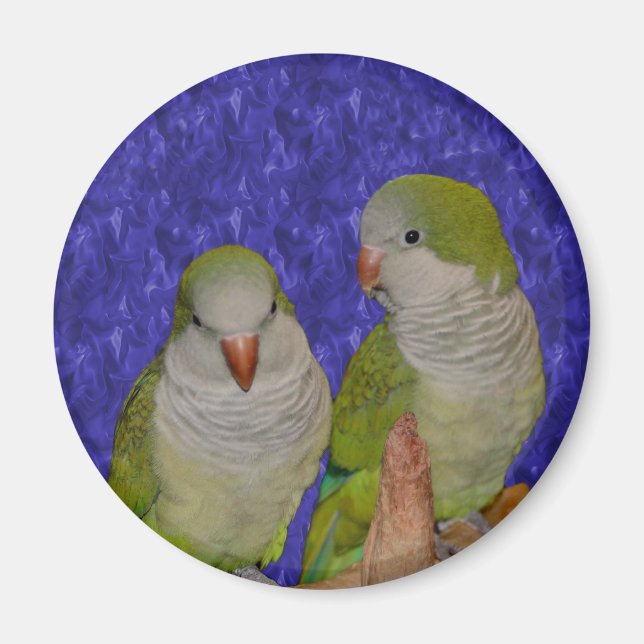 Baby Quaker Parrot Pair Animal Magnet (Vorne)