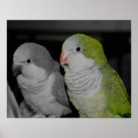 Baby Quaker parrots teilweise Farbe