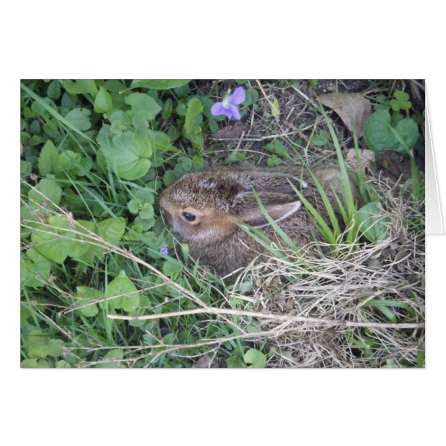 Baby-Rabbit-Blank-Karte (Vorderseite (Horizontal))