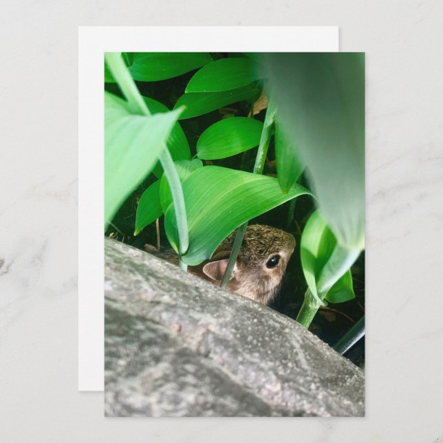 Baby Rabbit Feiertagskarte (Vorne/Hinten)