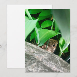 Baby Rabbit Feiertagskarte
