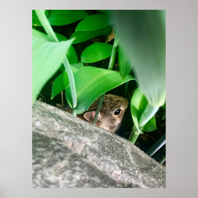 Baby Rabbit Poster (Vorne)