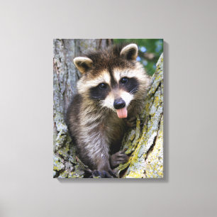 Baby Raccoon Leinwanddruck