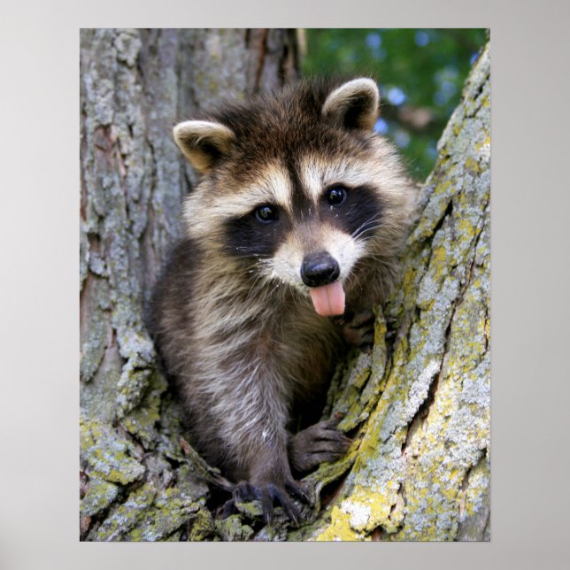 Baby Raccoon Poster (Vorne)