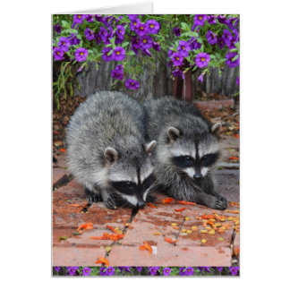 Baby Raccoons mit violetten Blumen