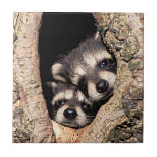 Baby Raccoons Peeking aus Bäume Fliese