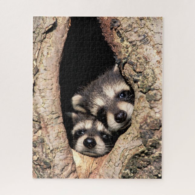 Baby Raccoons Peeking out of Tree (Vertikal)