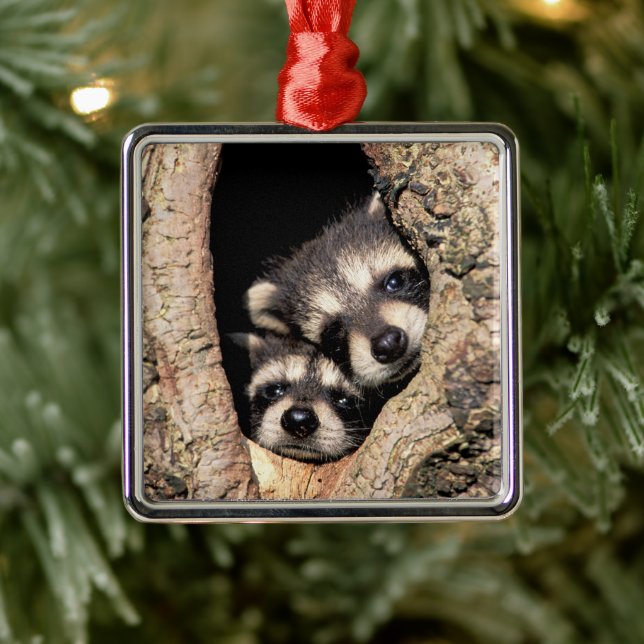 Baby Raccoons Peeking out of Tree Ornament Aus Metall (Baum)