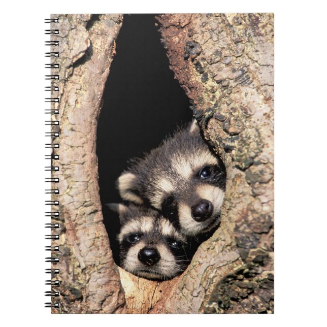 Baby Raccoons pinkeln aus Bäume Notizblock (Vorderseite)