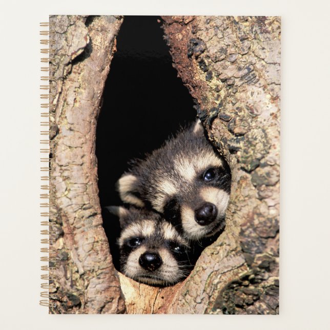 Baby Raccoons pinkeln aus Bäume Planer (Vorderseite)
